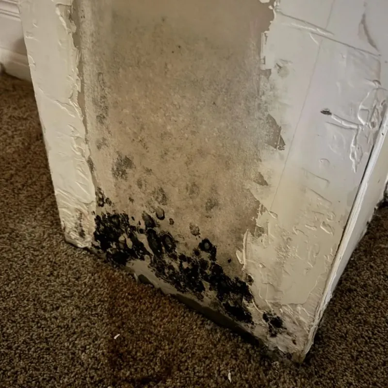 Professional Mold Removal in Red Oak, TX